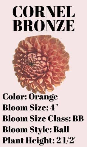 Cornel Bronze