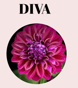Diva 10-Tuber Bundle