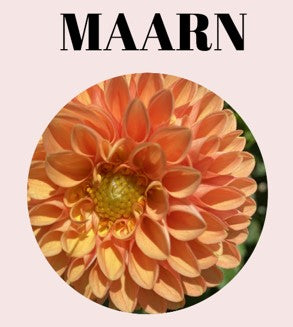 Maarn 10-Tuber Bundle