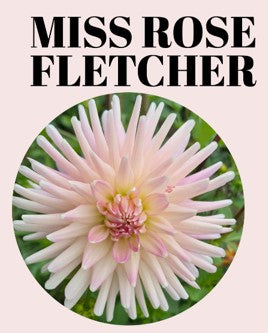 Miss Rose Fletcher 10-Tuber Bundle