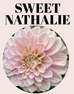 Sweet Natalie 10-Tuber Bundle