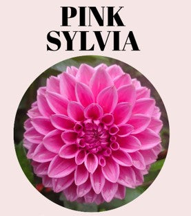 Pink Sylvia 10-Tuber Bundle (aka Sandra)