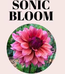 Sonic Bloom 10-Tuber Bundle